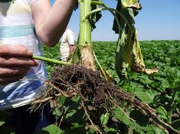 Reteta aluat si instructiuni de modelare pentru painea floarea soarelui. Putregaiul Alb La Floarea Soarelui Alcedo