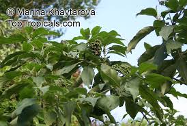 Image result for Solanum mauritianum