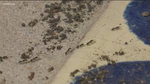 Your are only killing what you see. What S Bugging You Put An End To Those Pesky Pests Cbs8 Com