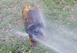 Circulaţia trenurilor a fost întreruptă pentru o scurtă perioadă, până la stingerea incendiului. Agenda Pompierului Incendiu Izbucnit La O Butelie Intr Un Apartament Din Drobeta Turnu Severin