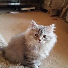 Purebred tica registered siberian cats and kittens. Siberian Kitten Craigslist Siberian Kittens For Sale Siberian Kittens