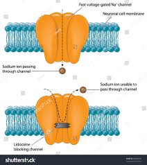 Image result for Sodium Channel Blocker
