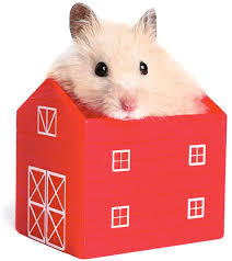 The chinese dwarf has certain features that make it easily recognized among the other hamster types. How To Understand Your Hamster S Body Language Omlet Blog Us