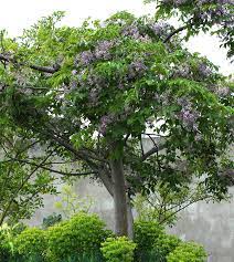 Chinaberry is a tree that grows up to 50 feet tall with a broad, spreading, rounded crown. Chinaberry University Of Redlands