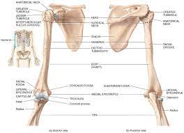 Right Humerus Human Skeleton Anatomy Body Bones Arm Bones