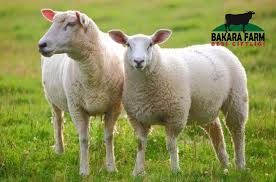 Kucukbas Hayvan Yetistiriciligi Bakara Farm Organik Besi Ciftligi