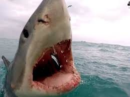 Because their feeding habits involve biting things with a great deal of force, losing teeth is common. Shark Leaps Out Of Water And Bites Boat In Real Life Jaws Moment Real Life Jaws Moment Great White Shark Leaps Out Of Water Bears Its Teeth At A Boat Watch Trending