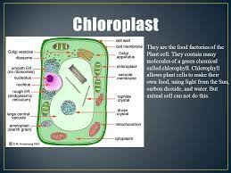 It is flexible and distortable during growth, but loses its ability for distortion after growth has stopped, while a limited flexibility remains. Cells By Angelique Ppt Video Online Download