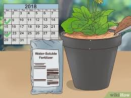 Our web site contains an amazing array of garden plants and flowers, perfect for your beds and borders, hanging baskets and patio containers. How To Buy Potted Flowers 14 Steps With Pictures Wikihow