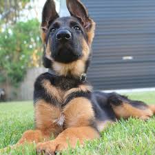 Socialized, good with kids, protective of family. 16 Cute German Shepherd Dogs Puppies