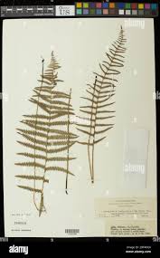 Image result for Thelypteris confluens