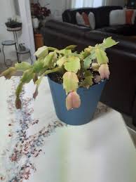 Propagating christmas cactus water vs soil with updates. Ask A Question Forum How To Revive A Christmas Cactus Garden Org