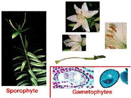 Flowering Plant Reproduction