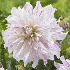Mom S Special Dinner Plate Dahlia Height 40 Dahlia Flowers Growing Dahlias