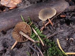Image result for Simocybe centunculus