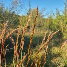 Image result for Sorghastrum
