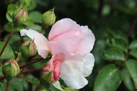 Außerdem ist die pflanze äußerst robust und sehr pflegeleicht, wenn sie einen möglichst hellen standort bekommt. Rosenpflege Mit Effektiven Mikroorganismen Lubera Blog