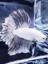 Live Betta Fish Male Import Fancy Black Dragon Halfmoon 291 Betta Fish Betta Betta Fish Tank