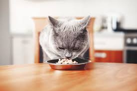 Makanan protein tinggi untuk kucing. Makin Tinggi Kadar Protein Makin Sehat Pikir Kembali Sebelum Beli Cat Food Merdeka Com