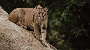 What To Do If You Meet A Mountain Lion On The Trail | Advnture