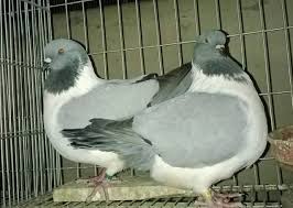 2818 k / 2818 k. Pigeon Lover S Blue Stracher Pigeon Facebook