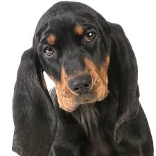 Black And Tan Coonhound For Sale In Michigan Today We Have Black And Tan Coonhounds Bluetick Coonhounds Redbone Coonhounds Plott Hounds Treein Coonhound American Leopard Hound Treeing Walker Coonhound