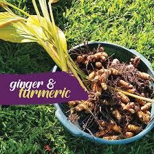 Ginger and turmeric at Harvick Farms