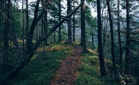 All Categories Efirahope