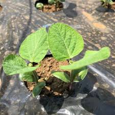 エダマメ 湯あがり娘 ３週目 初生葉が出たので間引き レンタル畑で野菜づくり 週末農業体験
