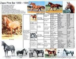 Details About Zippo Pine Bar Quarter Horse Sire Picture Pedigree Photo Chart