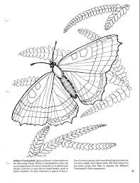 Butterfly Coloring Book Butterfly Coloring Page Coloring Pages Butterfly Drawing