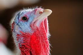The modern turkish republic was founded. An Thanksgiving Gibt Es Turkey Bei Den Amerikanern Aber Wieso Wird Der Vogel Nach Der Turkei Benannt Nzz