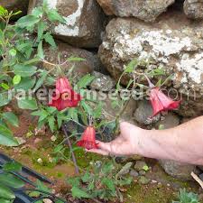 Image result for Canarina