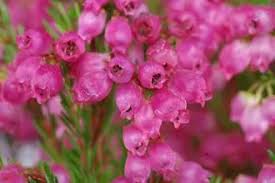 Image result for Hippocratea graciliflora