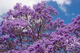 Tree with purple flowers in arizona. The 5 Best Flowering Trees For Tucson Arizona