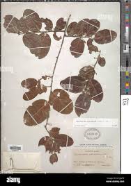 Image result for Mystroxylon