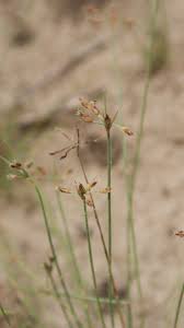 Image result for Bulbostylis hispidula