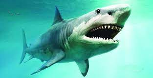 Ikan terbesar di dunia yang masih hidup dan pernah ditemukan ikan terbesar di dunia ikan paus biru ( blue whale ) lele. Ukuran Megalodon Terungkap Ilmu Dan Teknologi Koran Tempo Co