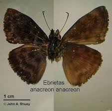 Image result for Indigofera subargentea