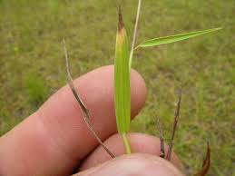 Image result for Sacciolepis indica