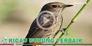 Pembayaran mudah, pengiriman cepat & bisa cicil 0%. Kicau Burung Masteran Decu 1 0 Apk Download Com Soundbird Songbird Kicau Mania Burung Masteran Decu Android Apps Apk Free