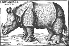 How to #draw #albrect #dürer #rhinoceros albrecht dürer rhinoceros, woodcut, albrecht dürer, rhino, art, durer, art history bevor dürer seinen holzschnitt rhinozeros schuf, hatte er selbiges noch nie gesehen. Rhinocerus Wikipedia
