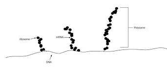 In molecular biology and genetics, translation is the process in which ribosomes in the cytoplasm or endoplasmic reticulum synthesize proteins after the process of transcription of dna to rna in the cell's nucleus. Chapter 11 Translation Chemistry