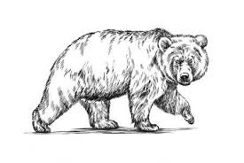 Noir Et Blanc Gravent Encre Dessin Isole Ours Grizzly Dessin Dessin Noir Et Blanc Croquis Ours