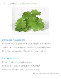 Daun ketumbar hampir mirip dengan daun seledri tapi wanginya khas dan tajam. Kelebihan Daun Parsley N9unity
