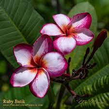 We did not find results for: Plumeria Frangipani For Sale At Florida Colors Nursery