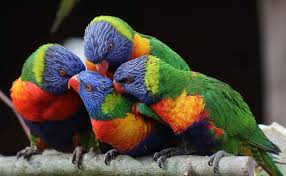 The hype says annabel did 200+ guys in it. Gang Bank Bei Den Loris Foto Bild Fruhling Natur Tiere Bilder Auf Fotocommunity