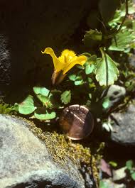 Image result for Phrymaceae