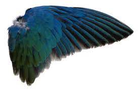 Pin By Lydia 3 On Pngs Wings Png Bird Wings Bird