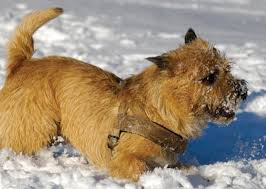 Michigan yorkie breeder tanisha breton priceless yorkie puppy where (yorkshire terrier). Cairn Terrier
